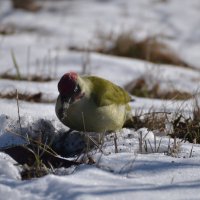 Птица на снегу :: AngussGrand Gusev