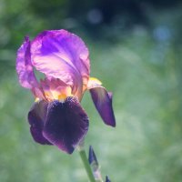 Iris flower :: Андрей Рясненко