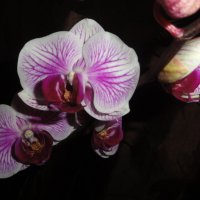 Орхидея :: марина ковшова 