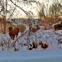 Самостоятельные. :: Восковых Анна Васильевна 