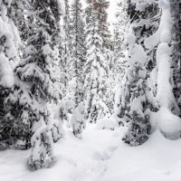 Снежный лес :: Елена Соколова