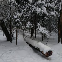 Мой ЧБ январь :: Андрей Лукьянов