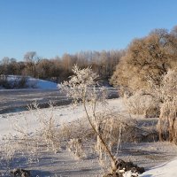 Заиндевелые деревья на берегу Днепра. :: Милешкин Владимир Алексеевич 