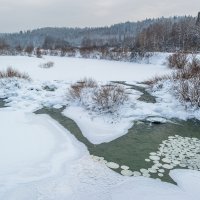 Сибирские лотосы :: Виктор Садырин