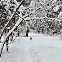 Ну вот и Январь уж к концу идёт, последний день его сегодня.  :: Татьяна Помогалова