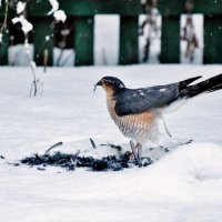 Какой конфуз! :: Восковых Анна Васильевна 