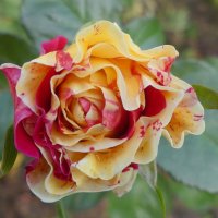 Вдыхая розы аромат :: Алла Яшникова