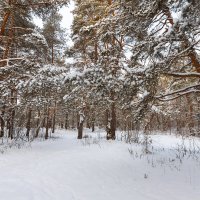 Зима в лесу :: Александр Синдерёв