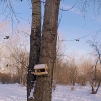 Синичкина столовая в парке. :: Мила Бовкун