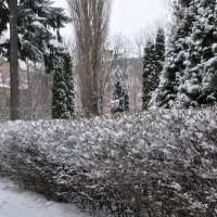 Январь был снежным :: Татьяна 
