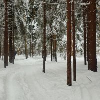 Лес молчит, но он живой. :: Татьяна Помогалова