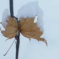 Осенний лист зимой :: Raduzka (Надежда Веркина)