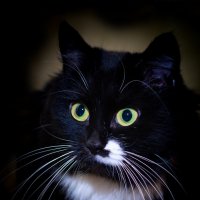 Black cat :: Владимир Лазарев