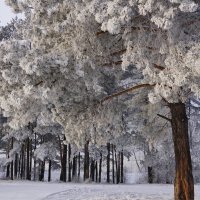 Снова зима :: Наталия Григорьева