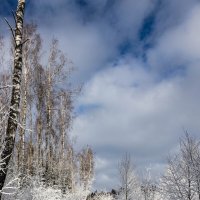 зимний лес :: Александр Есликов