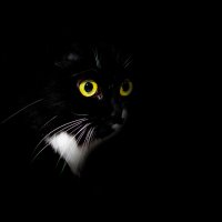 Black cat :: Владимир Лазарев