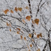 Февраль бывает с осенними красками :: Татьяна Машошина