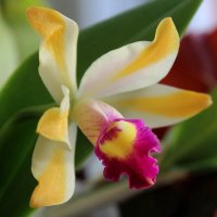 Орхидея каттлея. :: Нина Сироткина 