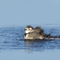 Водные процедуры :: Владимир Кириченко  wlad113