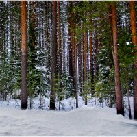 Сосновый лес. :: Валентин Кузьмин