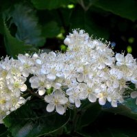 Белые цветы боярышника :: Сергей Карачин