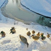 Открытая вода - спасение для уток в сильные морозы. :: Лия ☼