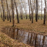 Осенний листопад. :: Андрей Хлопонин