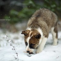 Собачка :: Сергей Селевич