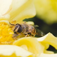 Пчелка уходящая в спячку... :: Alexsey 