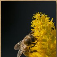 Пчёлка :: Сергей Наумов