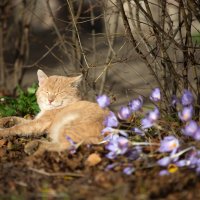 Осенний солнечный кот :: Анастасия Ласская
