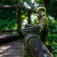 cloud forest :: Max 