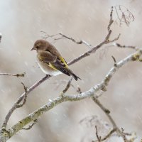 Грустное :: Анатолий Тимофеев