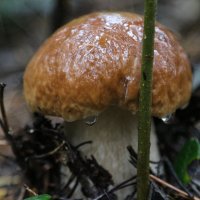 Белый гриб :: Александр Шишков