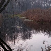 Толша. Вечером у реки :: Владимир Нев