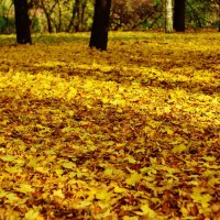 На ковре из желтых листьев :: Tanya Temyaya 