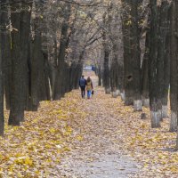 Парочка на алеи :: Александр Сальтевский