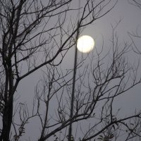 Утренняя луна :: Наталья Якубаева