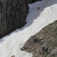 НЕ МЕНЕЕ ПРЕКРАСНАЯ ВСТРЕЧА. ГОРНЫЕ КОЗЛЫ. :: Виктор Осипчук