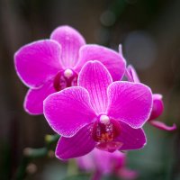 орхидеи :: Валерий Цингауз