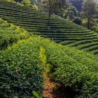 tea field :: Max 