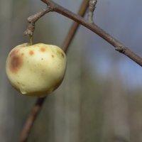 Последнее лесное яблочко :: Анна Рейц