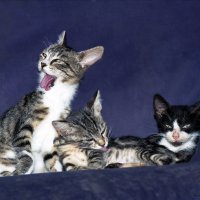 уличные коты 2-из серии Кошки очарование мое! :: Shmual & Vika Retro