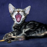 уличные коты 3 или солист -из серии Кошки очарование мое! :: Shmual & Vika Retro