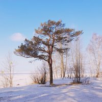 На семи ветрах . :: Мила Бовкун