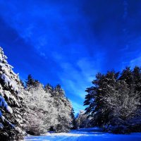 Зимний лес :: михаил Архангел