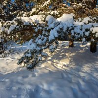 Ветка в снегу :: Александр Синдерёв