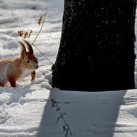 Босиком по снегу :: Alexandеr P