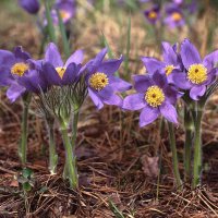 Букет от апреля - сон-трава (Прострел раскрытый -Pulsatilla patens) :: Сергей Курников