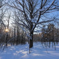 Зимний солнечный пейзаж :: Александр Синдерёв